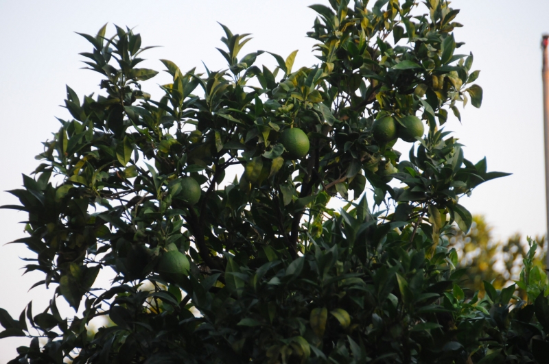 agrumeto-2